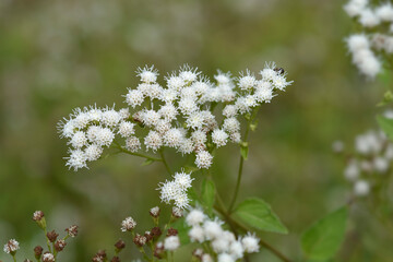 White snakeroot