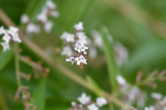 Lemon Verbena