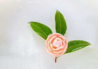 Frozen flower of Japanese pink camellia with green leaf in ice warer.Winter season.