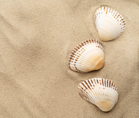 Fototapeta na wymiar Seashells on a background of sand, beach sand.