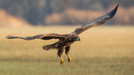 Juvenile white-tailed eagle, haliaeetus albicilla, in flight over the pasture. Young hunter with...