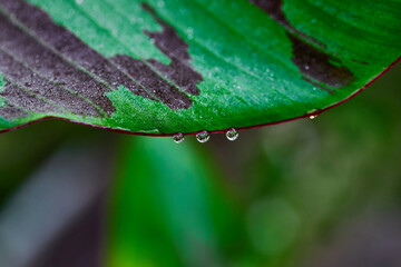 water drops on stripe banana leaf