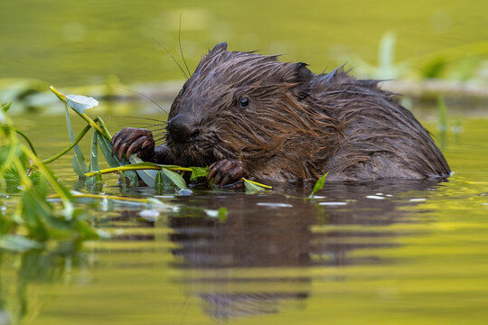 Wet eurasian beaver, castor fiber, eating leaves in swamp in summer. Aquatic rodent gnawing greens in water. Brown mammal holding twigs in lake.