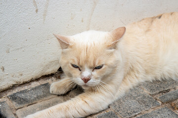 A grumpy cat in the street