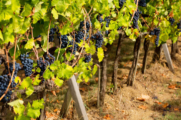 Red bunches of grapes in the vineyard