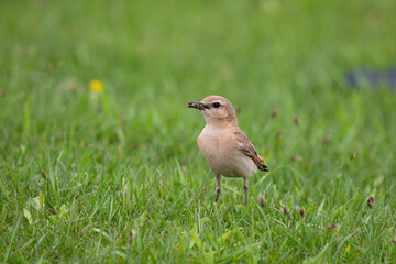 Northern wheatear sits on a grass. Close up