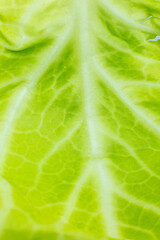 Green leaf close up. Fresh leaves texture background. Natural eco wallpaper. Vegetarian food. Vegetable and vitamins products. Macro photo.