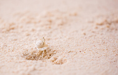 A crab on the beach is running on the white sand. Exotic animals in the resorts of tropical islands. The concept of a beach holiday in the tropics.