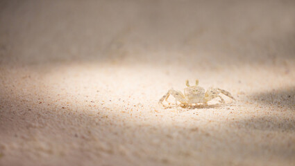 A crab on the beach is running on the white sand. Exotic animals in the resorts of tropical islands. The concept of a beach holiday in the tropics.