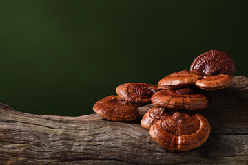 Group of Reishi Mushroom (Lingzhi) on old wood log.