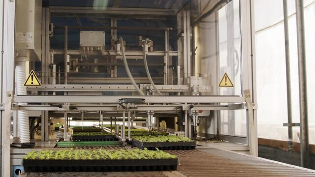 Automatic planting of young seedlings using a robot in an industrial nursery
