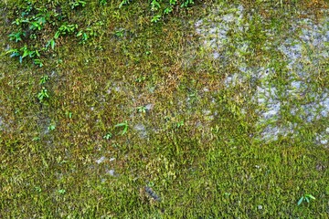 古い石壁に生える苔　緑の背景素材
