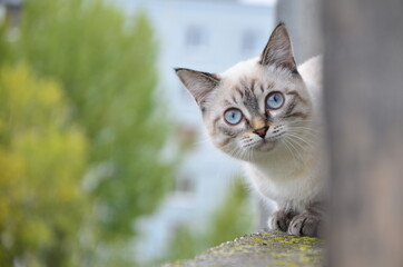 Fototapeta premium The cat looks to the side and sits on a window. Portrait of a fluffy gray cat with blue eyes in nature, close up. Siberian breed
