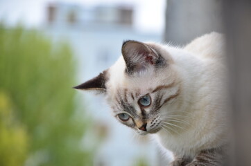 The cat looks to the side and sits on a window. Portrait of a fluffy gray cat with blue eyes in nature, close up. Siberian breed