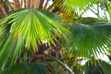 Obraz na płótnie Canvas Tropical rain, season of precipitation. Rain on the background of defocused palm leaves.
