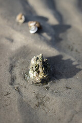 Small clams on the beach.