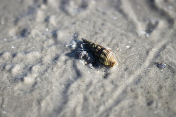 Small clams on the beach.