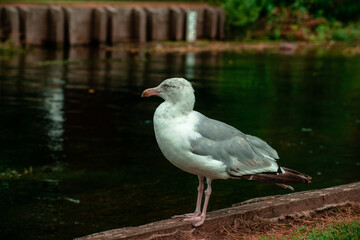 seagull on the beach