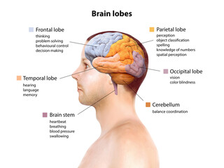 Human brain anatomy, function area, mind system, 3d render