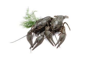 Two fresh raw crayfishes with dill on white background