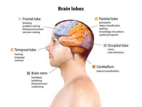 Human brain anatomy, function area, mind system, 3d render