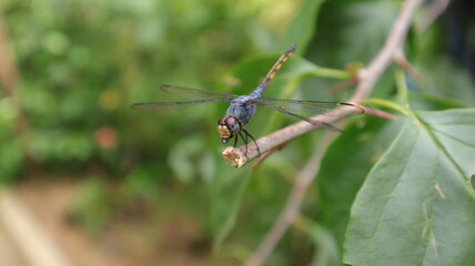 Close up of a yellow tailed ashy skimmer dragonfly eating a captured sting less bee