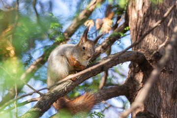 Naklejka na ściany i meble Squirrel in the autumn park.