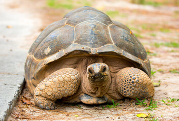 Gigantic Turtles in Seychelles, Rare Endemic Species, Giant Turtle, Aldabra Island, Population, Gigantic Turtles in Seychelles, Rare Endemic Species, Giant Turtle, Aldabra Island.