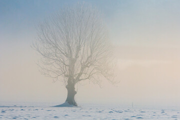 Trees in the fog stand in a snow-covered field