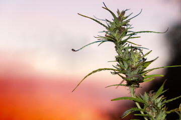 marijuana plant buds on a background of orange sky at sunset
