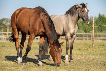 Fototapeta premium Two gelding horses together on a paddock. Grullo coat color horse (Lusitano breed) and bay horse tranquil equestrian scene.