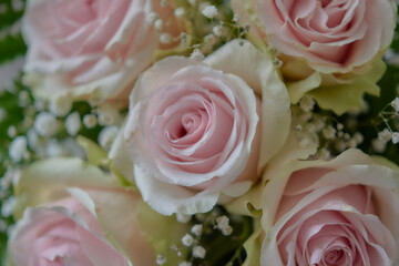 Roses for my baby