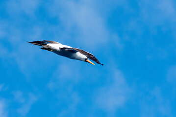 Seabird Masked, (Sula dactylatra) flying over the ocean. Seabird is hunting for flying fish jumping out of the water.