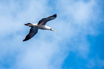 Obraz premium Seabird Masked, (Sula dactylatra) flying over the ocean. Seabird is hunting for flying fish jumping out of the water.