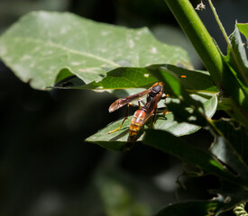 Wasp resting in a leaf