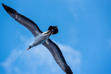 Seabird Masked, (Sula dactylatra) flying over the ocean. Seabird is hunting for flying fish jumping out of the water.
