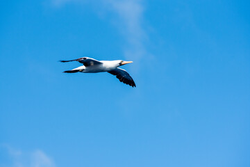Seabird Masked, (Sula dactylatra) flying over the ocean. Seabird is hunting for flying fish jumping out of the water.