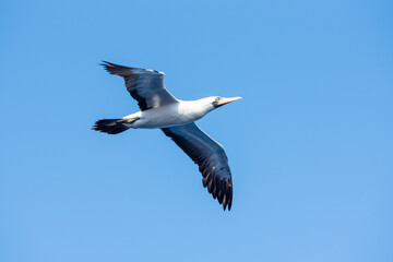 Seabird Masked, (Sula dactylatra) flying over the ocean. Seabird is hunting for flying fish jumping out of the water.
