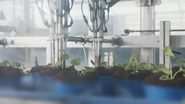 Automatic planting of young seedlings using a robot in an industrial nursery