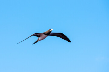 Seabird Brown Booby (Sula leucogaster) flying over the calm Pacific Ocean near the coast of Mexico. 