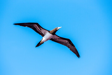 Seabird Brown Booby (Sula leucogaster) flying over the calm Pacific Ocean near the coast of Mexico. 