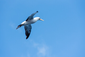 Seabird Masked, (Sula dactylatra) flying over the ocean. Seabird is hunting for flying fish jumping out of the water.