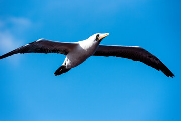 Seabird Masked, (Sula dactylatra) flying over the ocean. Seabird is hunting for flying fish jumping out of the water.