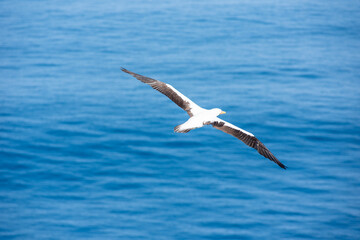 Fototapeta na wymiar Seabird Masked, (Sula dactylatra) flying over the ocean. Seabird is hunting for flying fish jumping out of the water.