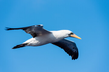 Seabird Masked, (Sula dactylatra) flying over the ocean. Seabird is hunting for flying fish jumping out of the water.