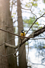 bird tit sits on a tree branch in the park