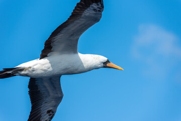 Seabird Masked, (Sula dactylatra) flying over the ocean. Seabird is hunting for flying fish jumping out of the water.