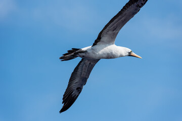 Seabird Masked, (Sula dactylatra) flying over the ocean. Seabird is hunting for flying fish jumping out of the water.