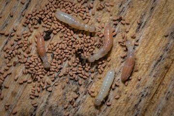 Drywood termites - Cryptotermes primus
