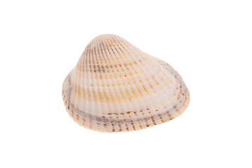 sea shell isolated on white